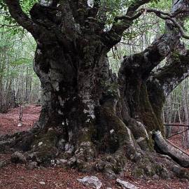 Le foreste di faggio si candidano a diventare Patrimonio Mondiale dell’Unesco