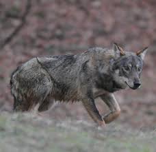 Ancora un lupo ucciso in Appennino