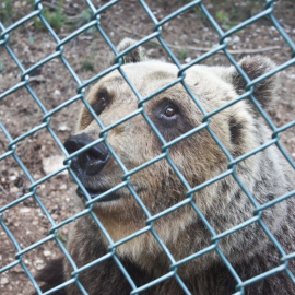 L’orso Sandrino trasferito a Pescasseroli per curarsi