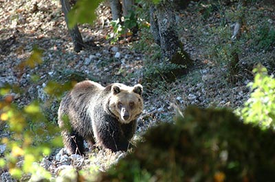 Sono 11 i cuccioli di orso marsicano nati nel 2014 (e forse 13)
