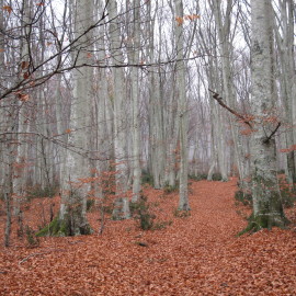 Le faggete del lago di Vico sono in pericolo