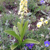 dactylorhiza-sambucina-gialla