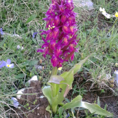 dactylorhiza-sambucina-viola