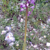orchidea