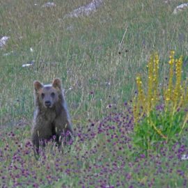 L’orsetta Morena pronta al rilascio in natura