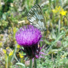farfalla su cardo