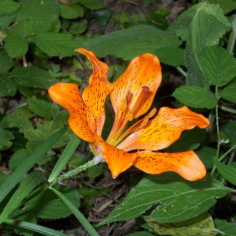 giglio rosso