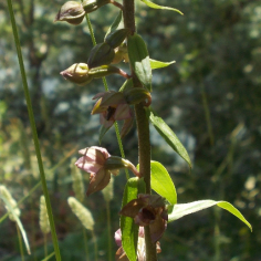 orchidea