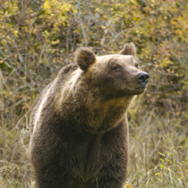 E’ morto Sandrino, l’orso simbolo del Parco d’Abruzzo, Lazio e Molise