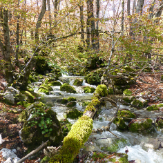 Il torrente